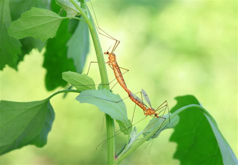 New discoveries about how mosquitoes mate may help the fight .